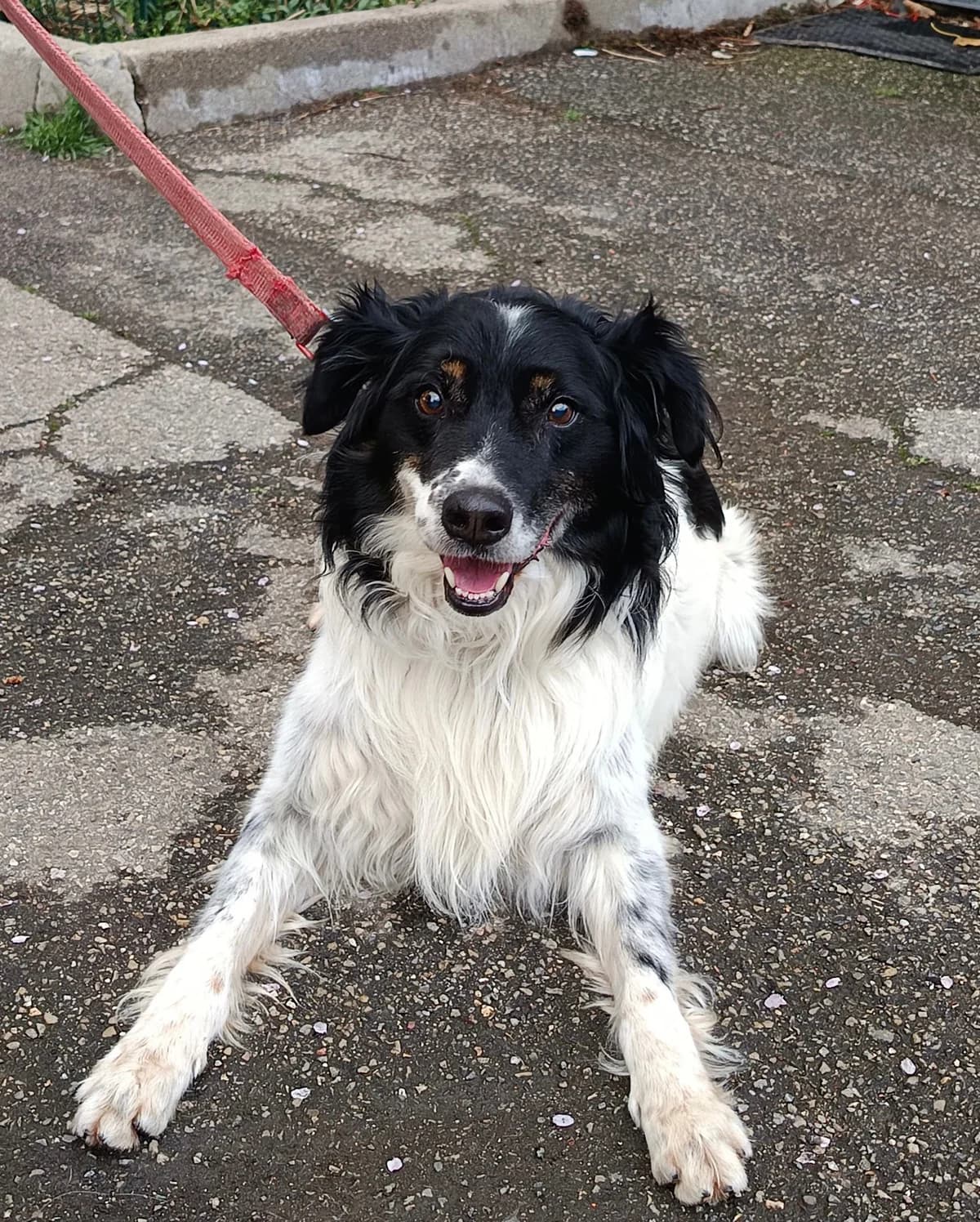 Dick, male Border Collie for adoption at SPA Saint-Étienne Loire, Saint-Étienne