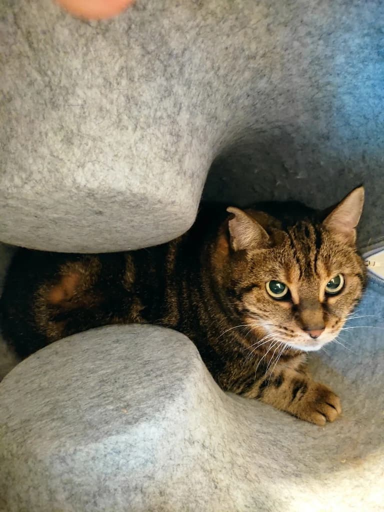 Sissi, female mixed breed for adoption at SPA Saint-Étienne Loire, Saint-Étienne