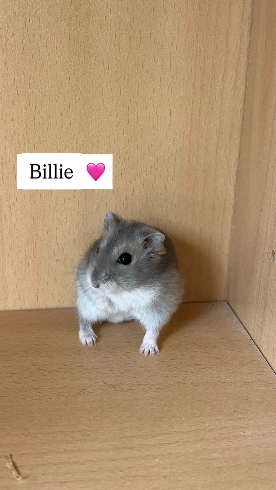 Billie, female mixed breed for adoption at SPA Saint-Étienne Loire, Saint-Étienne