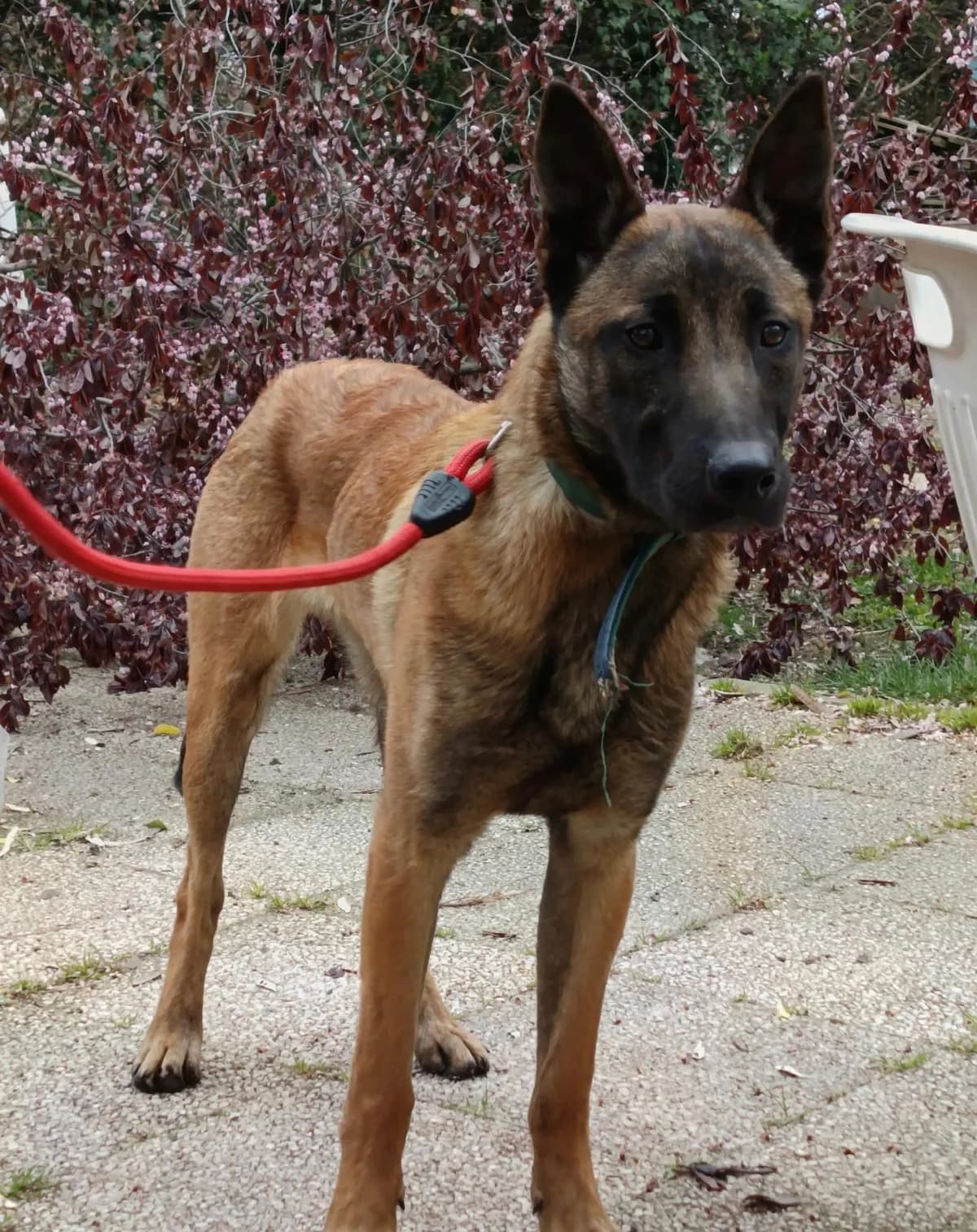 Pumba, male Belgian Malinois for adoption at SPA Saint-Étienne Loire, Saint-Étienne