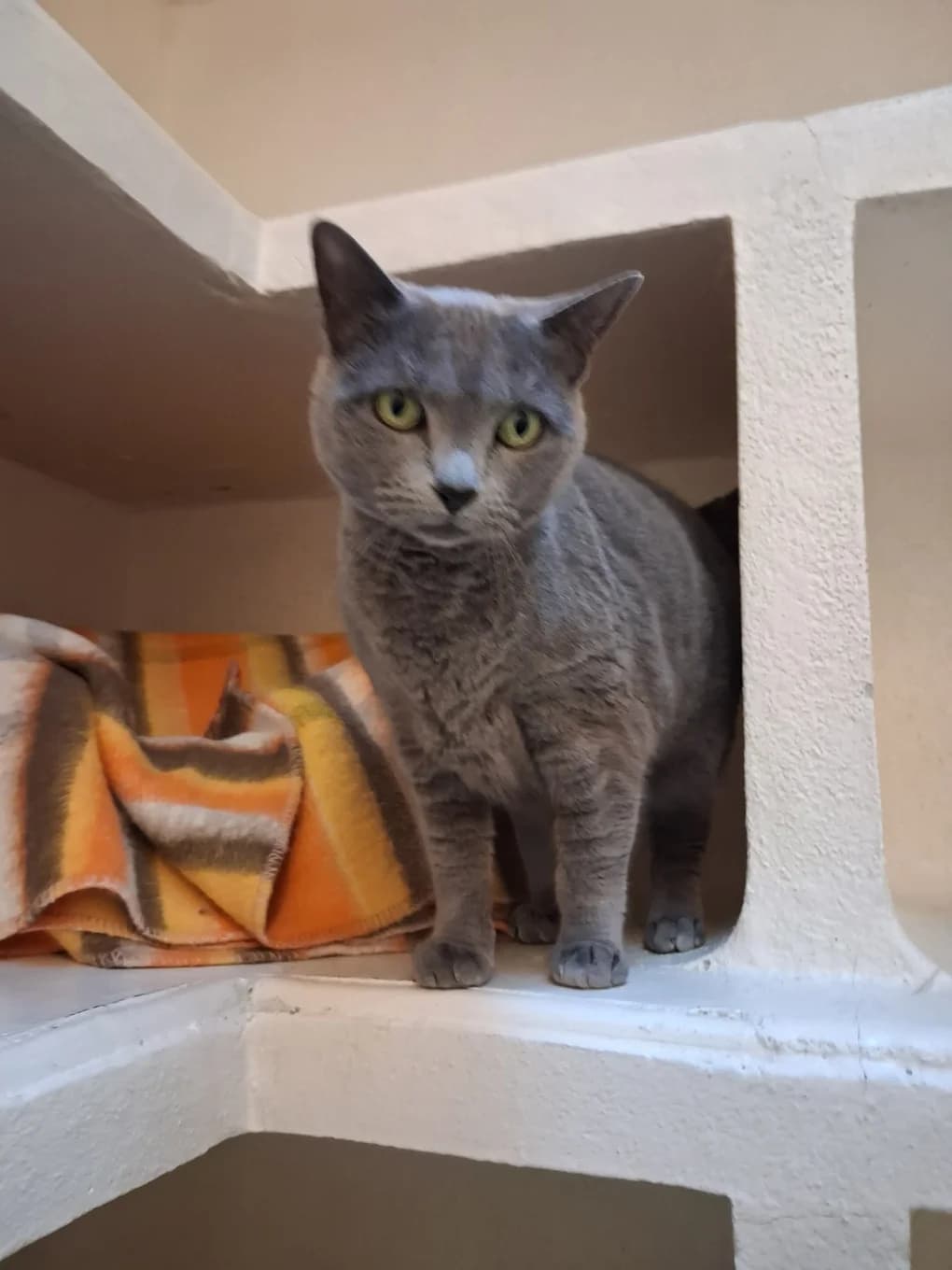 Grismy, female mixed breed for adoption at SPA Saint-Étienne Loire, Saint-Étienne