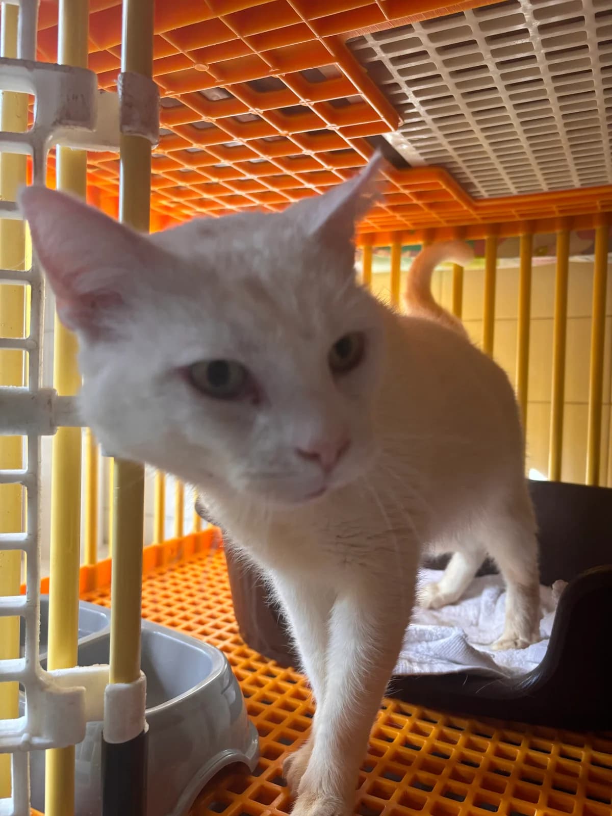 Alaska, male mixed breed for adoption at SPA Saint-Étienne Loire, Saint-Étienne