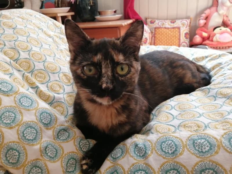 Zara, female mixed breed for adoption at SPA Saint-Étienne Loire, Saint-Étienne