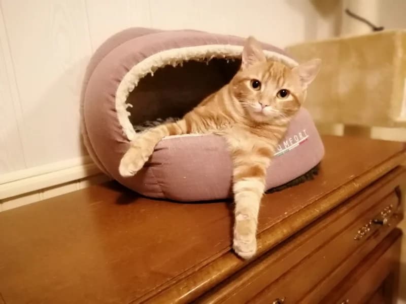 Zory, female mixed breed for adoption at SPA Saint-Étienne Loire, Saint-Étienne