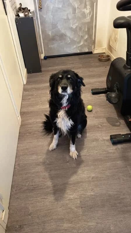Lucky, male senior Border Collie for adoption at SPA Saint-Étienne Loire, Saint-Étienne