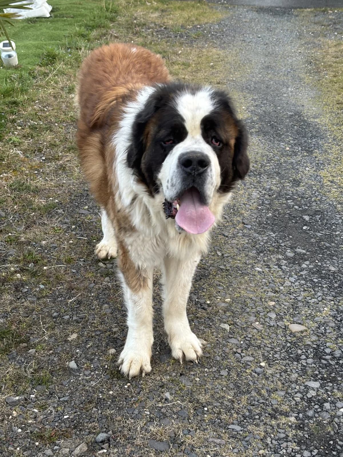 Orson, male Saint Bernard for adoption at SPA Saint-Étienne Loire, Saint-Étienne