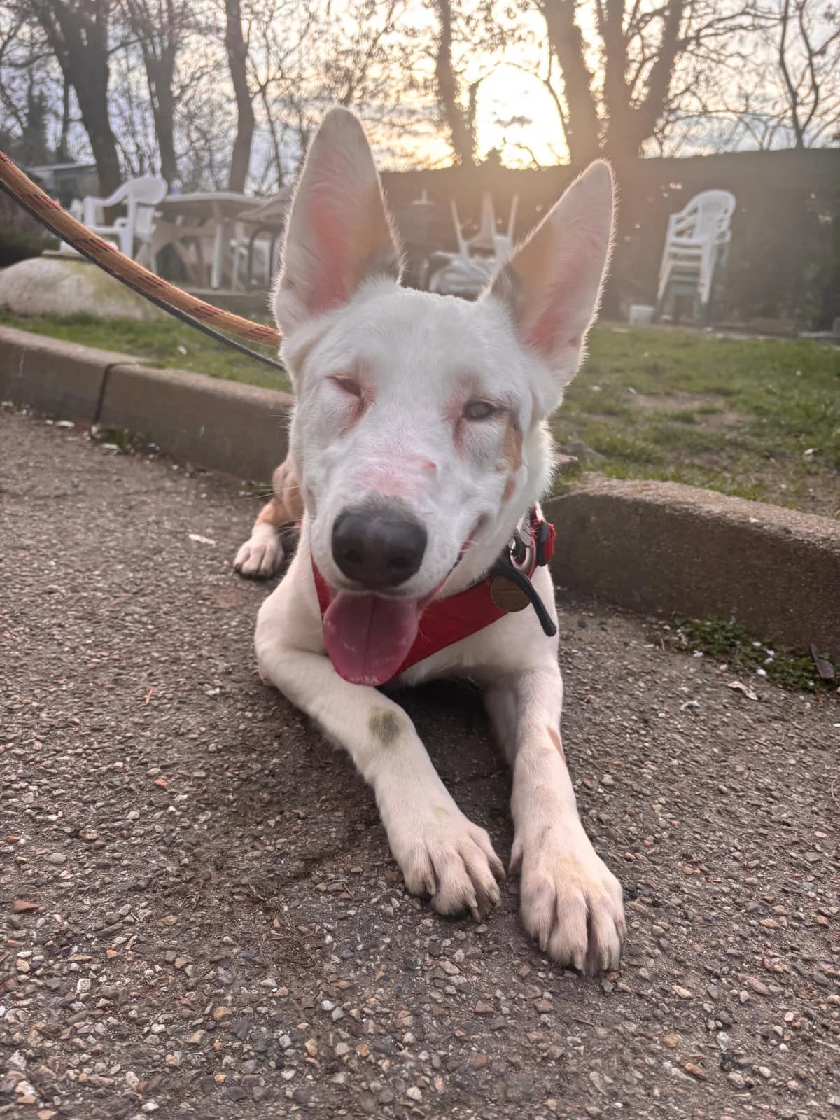Oslo,  Border Collie for adoption at SPA Saint-Étienne Loire, Saint-Étienne