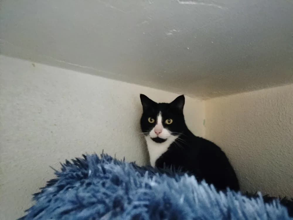 Pitchoun, male mixed breed for adoption at SPA Saint-Étienne Loire, Saint-Étienne