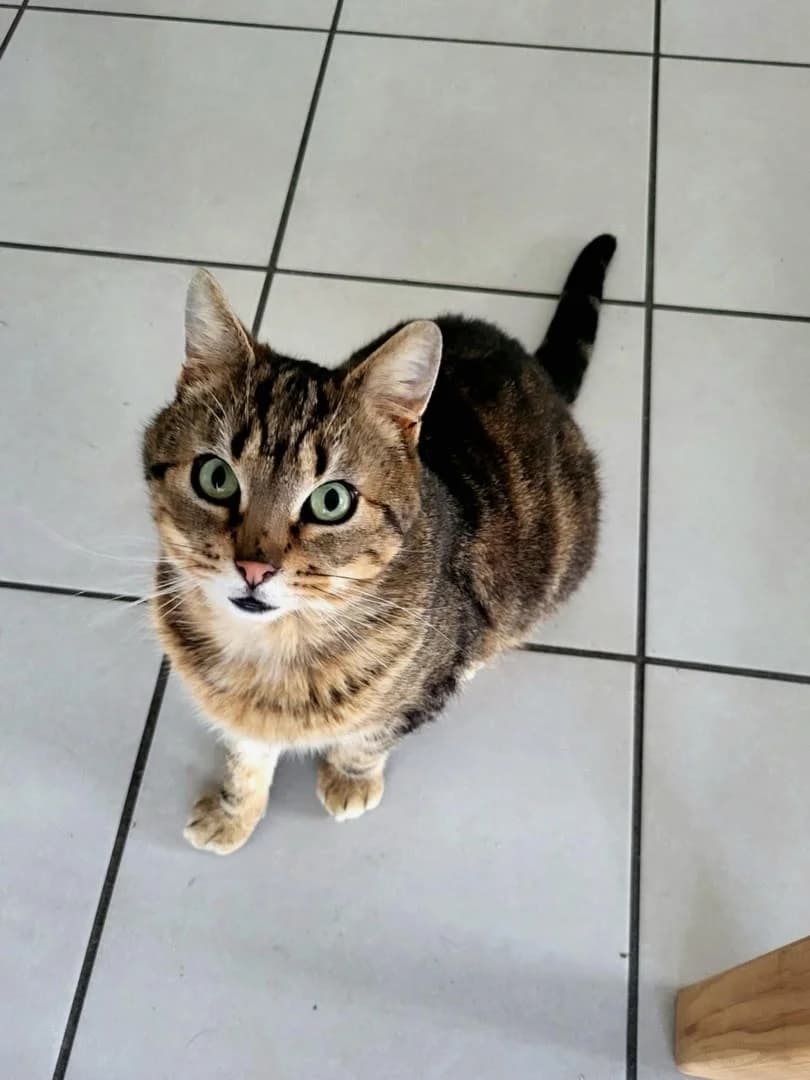 Eclair, male mixed breed for adoption at SPA Saint-Étienne Loire, Saint-Étienne