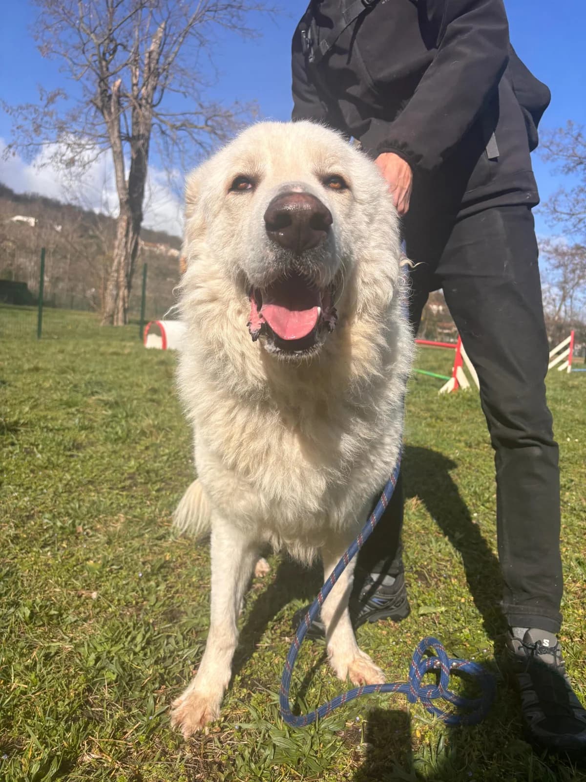 Apache, male mixed breed for adoption at SPA Saint-Étienne Loire, Saint-Étienne