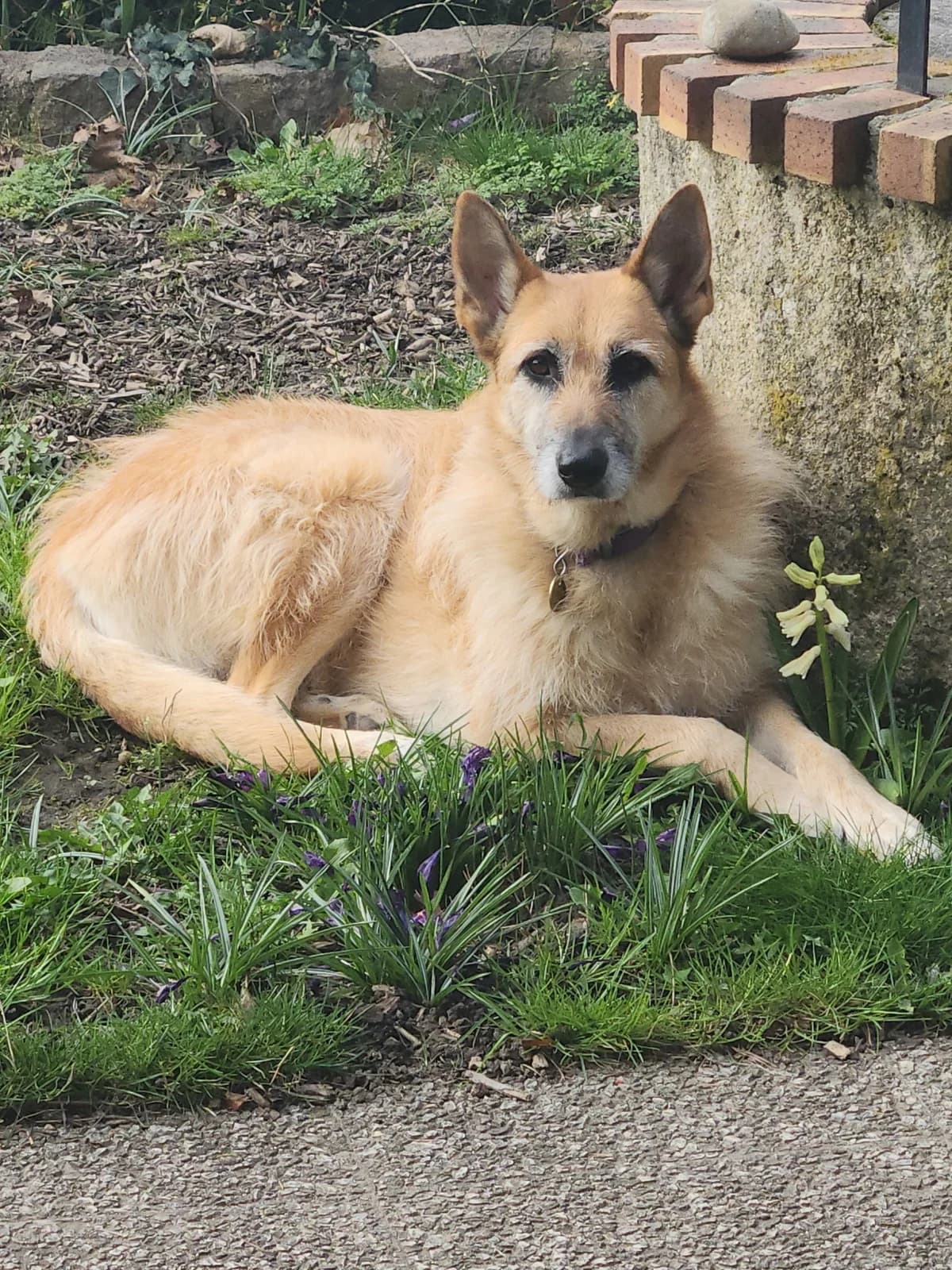 Cya, female Belgian Malinois for adoption at SPA Saint-Étienne Loire, Saint-Étienne