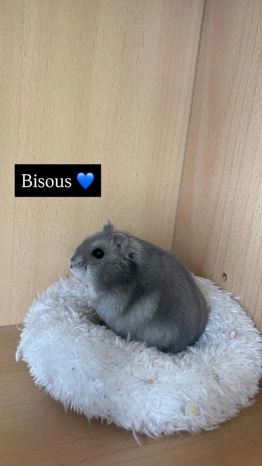 Bisous, male mixed breed for adoption at SPA Saint-Étienne Loire, Saint-Étienne