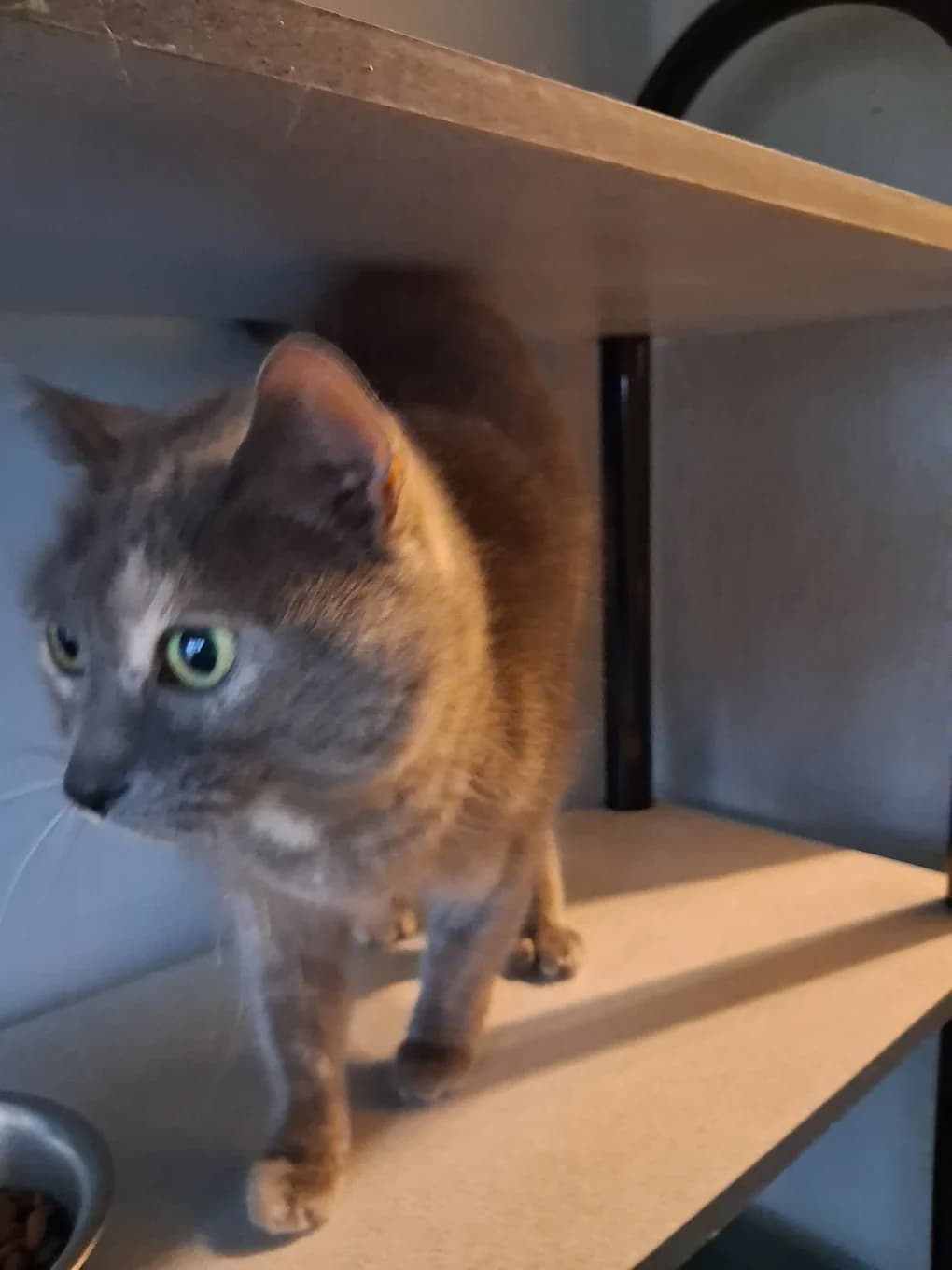 Noisette, female 3yo mixed breed for adoption at SPA Saint-Étienne Loire, Saint-Étienne