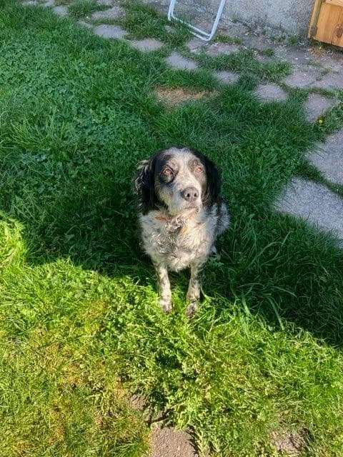 Mickey, male senior Border Collie for adoption at SPA Saint-Étienne Loire, Saint-Étienne