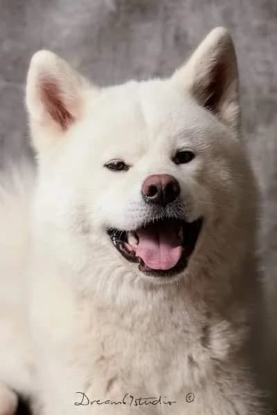 Eiko, male Akita for adoption at SPA Saint-Étienne Loire, Saint-Étienne
