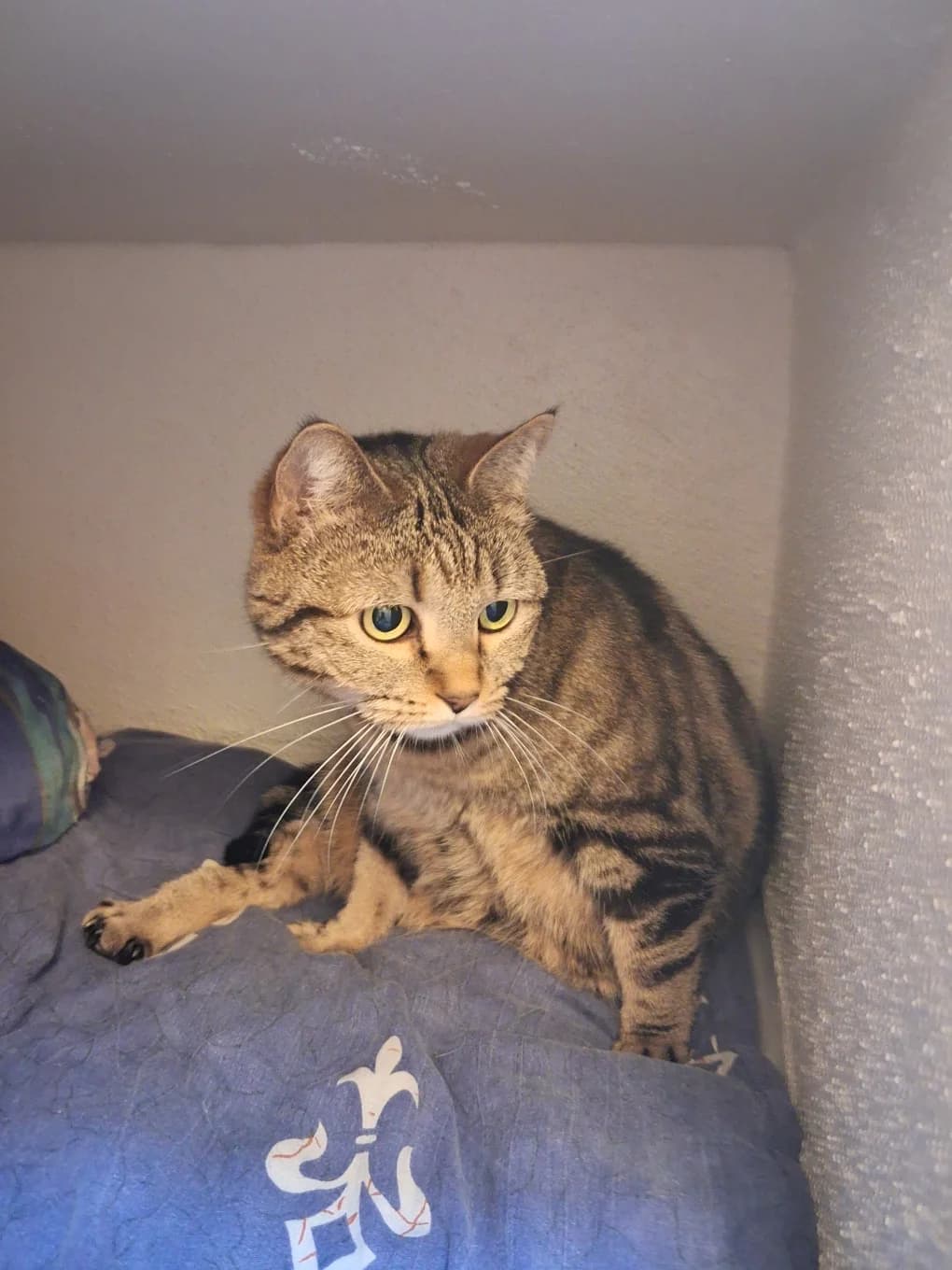 Mineta, female 7yo mixed breed for adoption at SPA Saint-Étienne Loire, Saint-Étienne