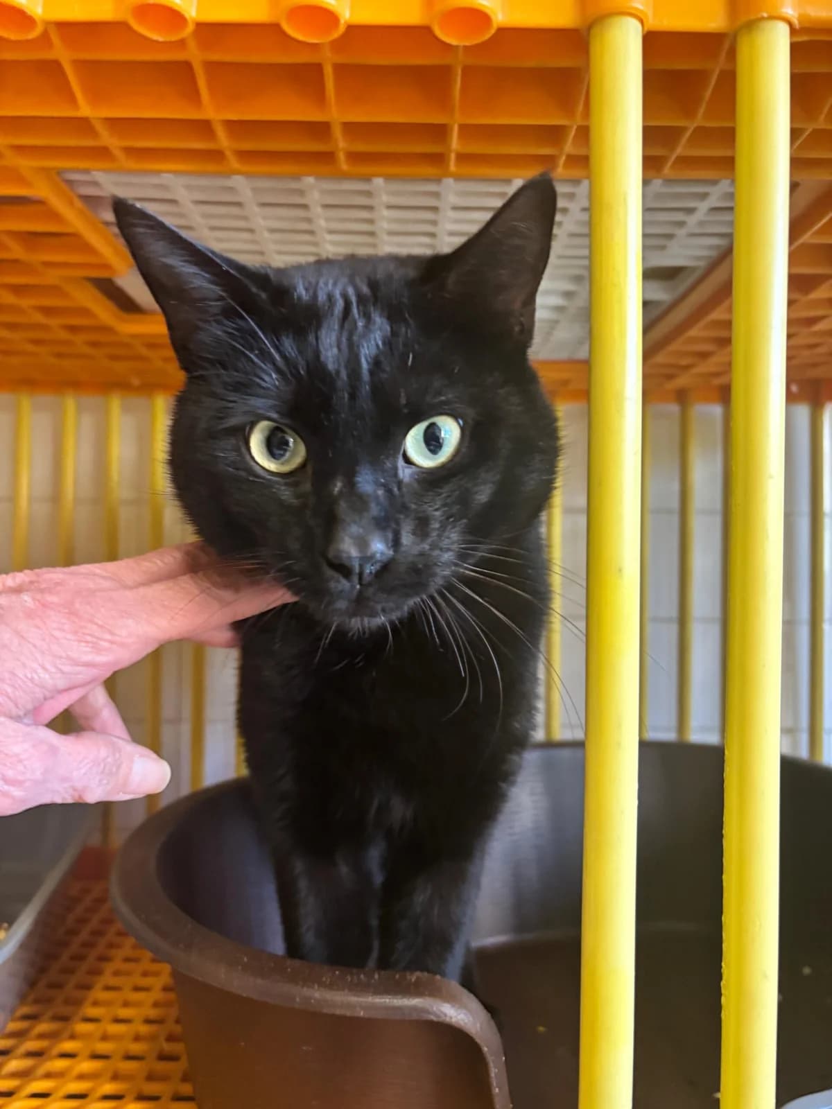 Helios, male mixed breed for adoption at SPA Saint-Étienne Loire, Saint-Étienne