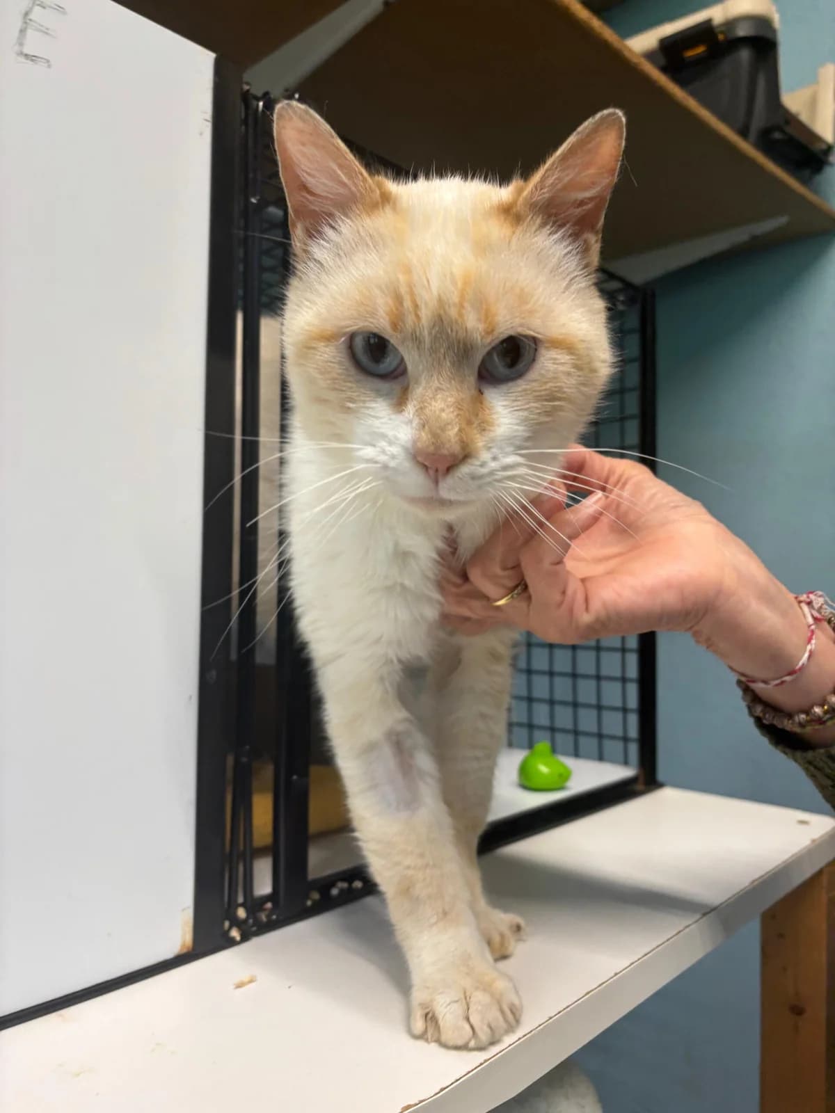 Billy, male mixed breed for adoption at SPA Saint-Étienne Loire, Saint-Étienne