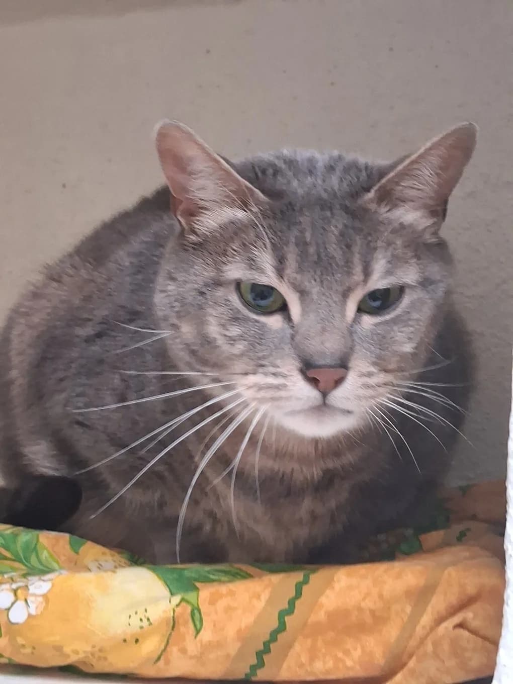 Pristie, female mixed breed for adoption at SPA Saint-Étienne Loire, Saint-Étienne