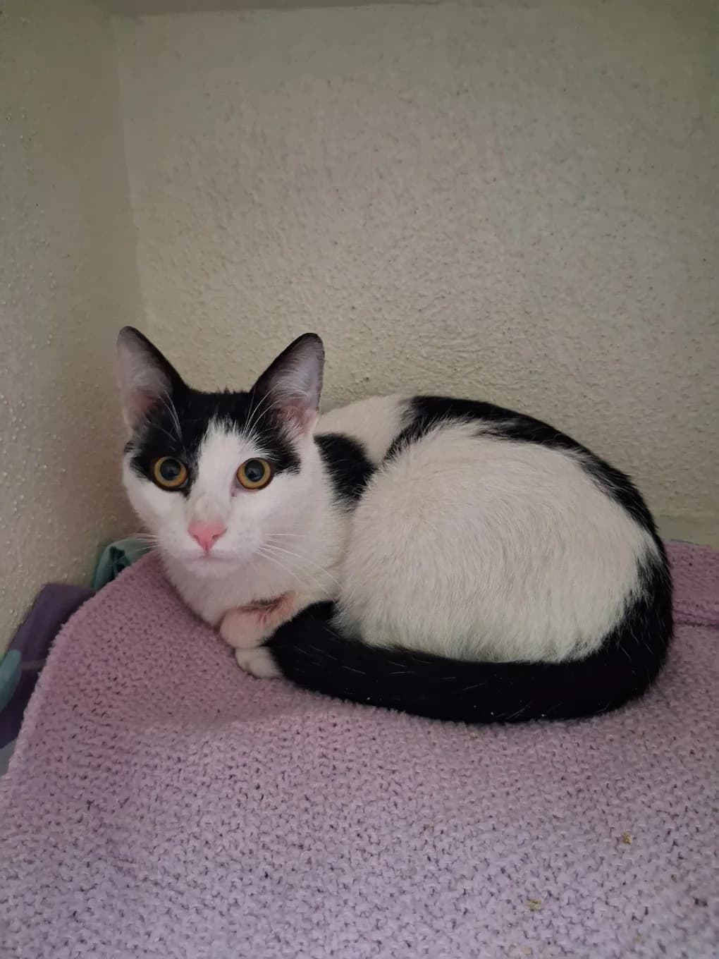 Buddy, male mixed breed for adoption at SPA Saint-Étienne Loire, Saint-Étienne