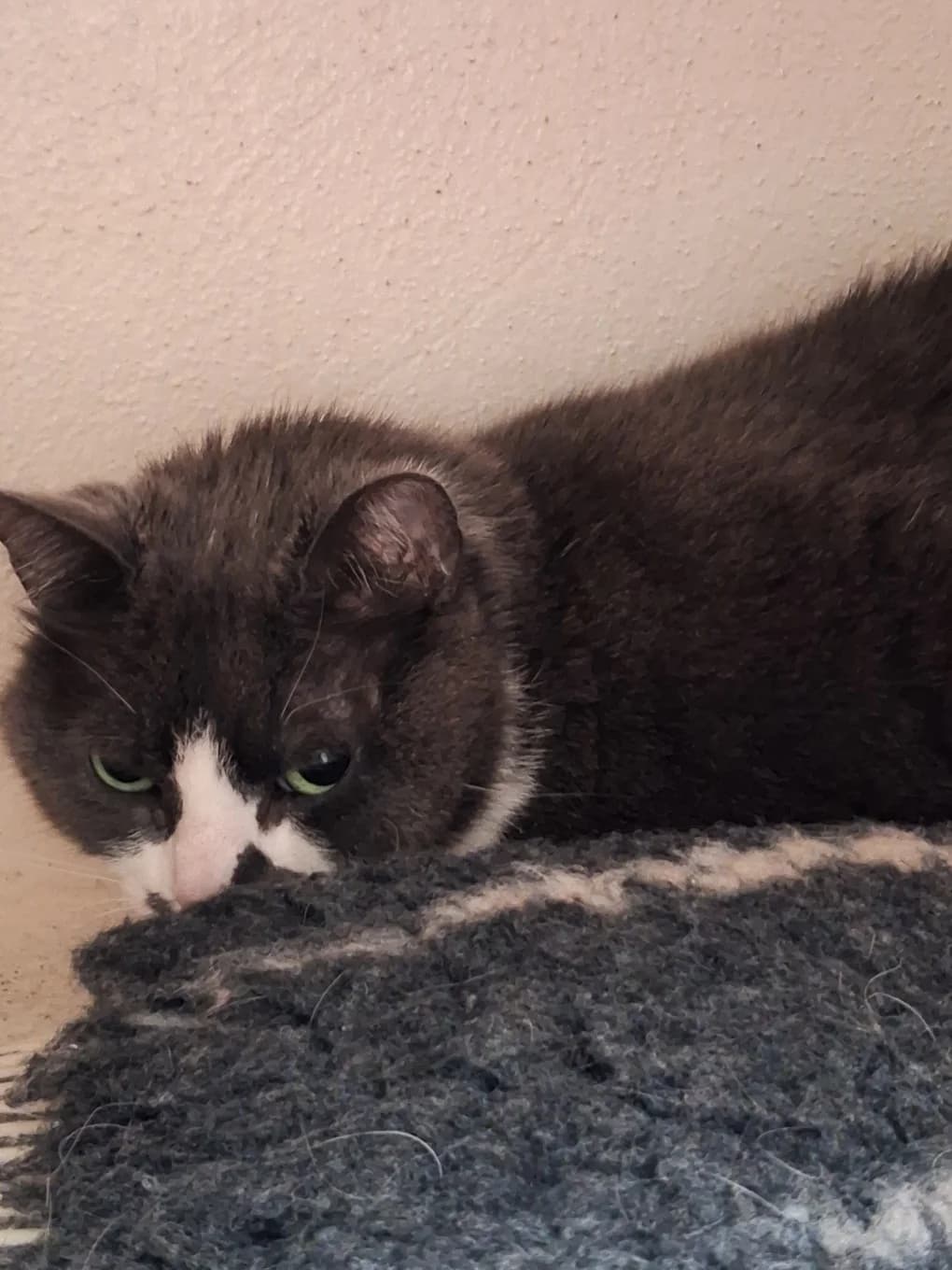 Chanel, male mixed breed for adoption at SPA Saint-Étienne Loire, Saint-Étienne