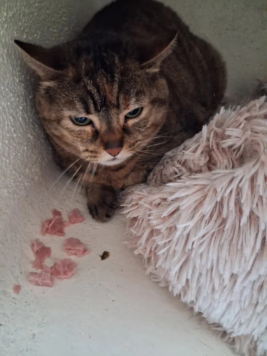 Olla, female mixed breed for adoption at SPA Saint-Étienne Loire, Saint-Étienne