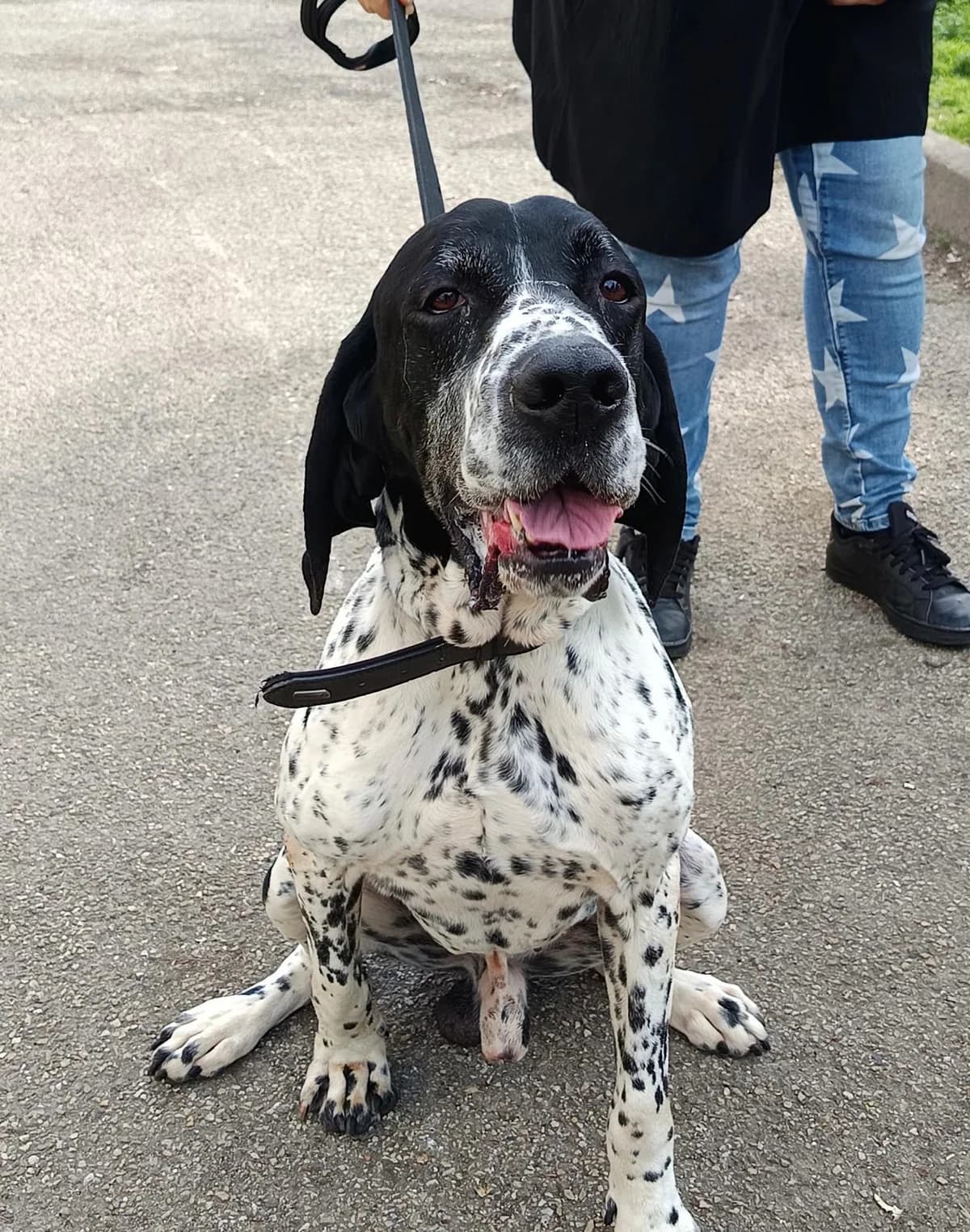 Pepsi, male 7yo Pointer for adoption at SPA Saint-Étienne Loire, Saint-Étienne