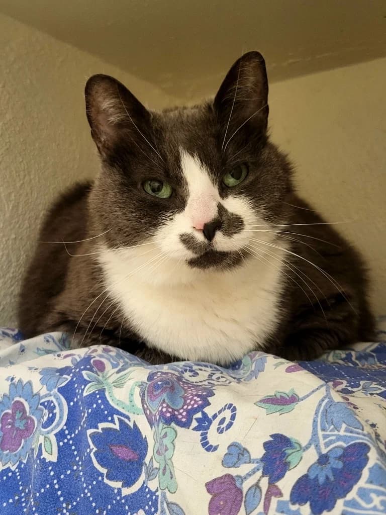 Sesane, female senior mixed breed for adoption at SPA Saint-Étienne Loire, Saint-Étienne