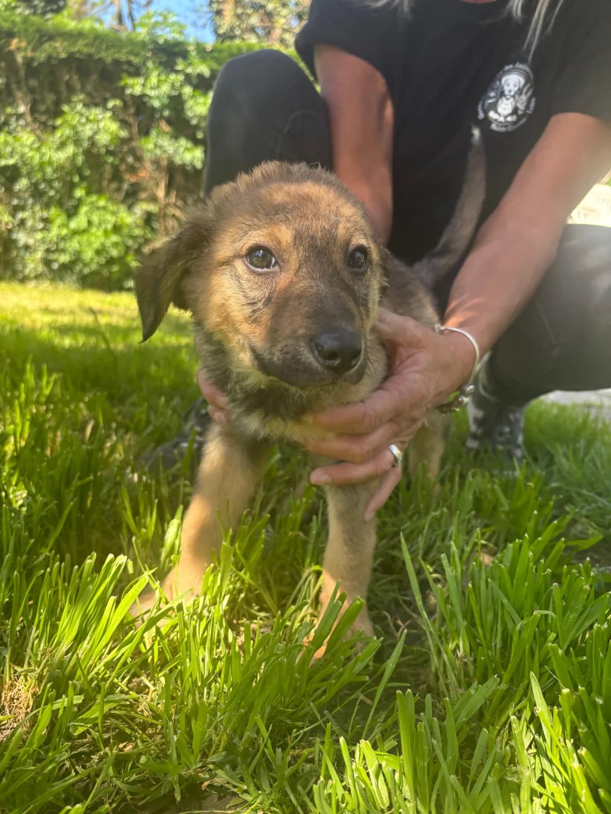 Gaya, female puppy mixed breed for adoption at SPA Saint-Étienne Loire, Saint-Étienne