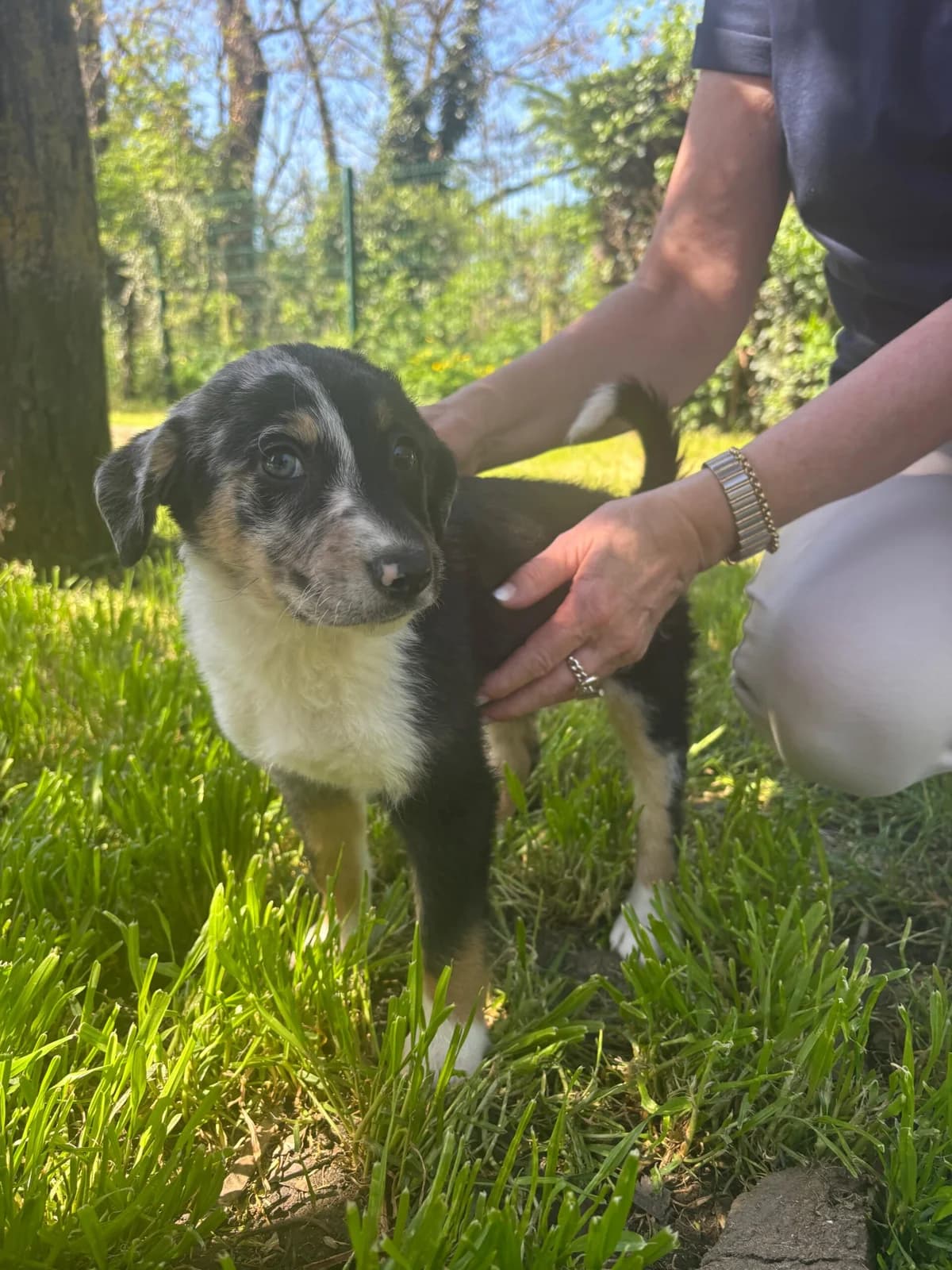 Alpine, female puppy Australian Shepherd for adoption at SPA Saint-Étienne Loire, Saint-Étienne