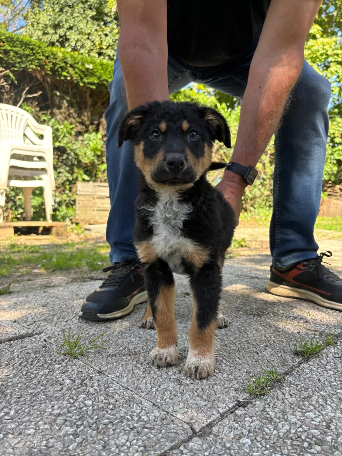 Olympe, female puppy mixed breed for adoption at SPA Saint-Étienne Loire, Saint-Étienne