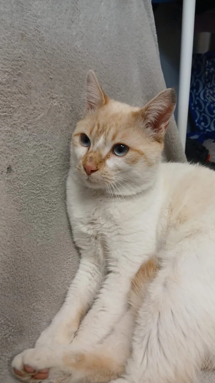 Mektoub, male 5yo mixed breed for adoption at SPA Saint-Étienne Loire, Saint-Étienne