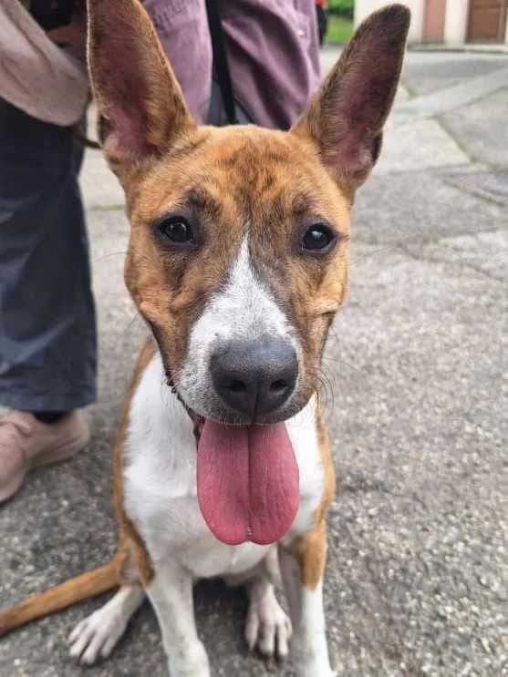 Coco, female senior mixed breed for adoption at SPA Saint-Étienne Loire, Saint-Étienne