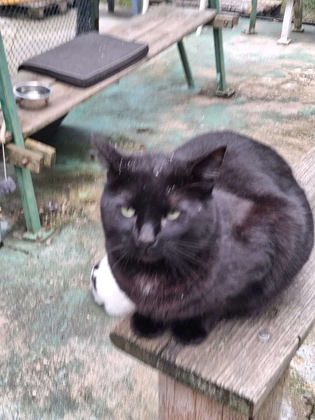 Chouchou, female mixed breed for adoption at SPA Saint-Étienne Loire, Saint-Étienne