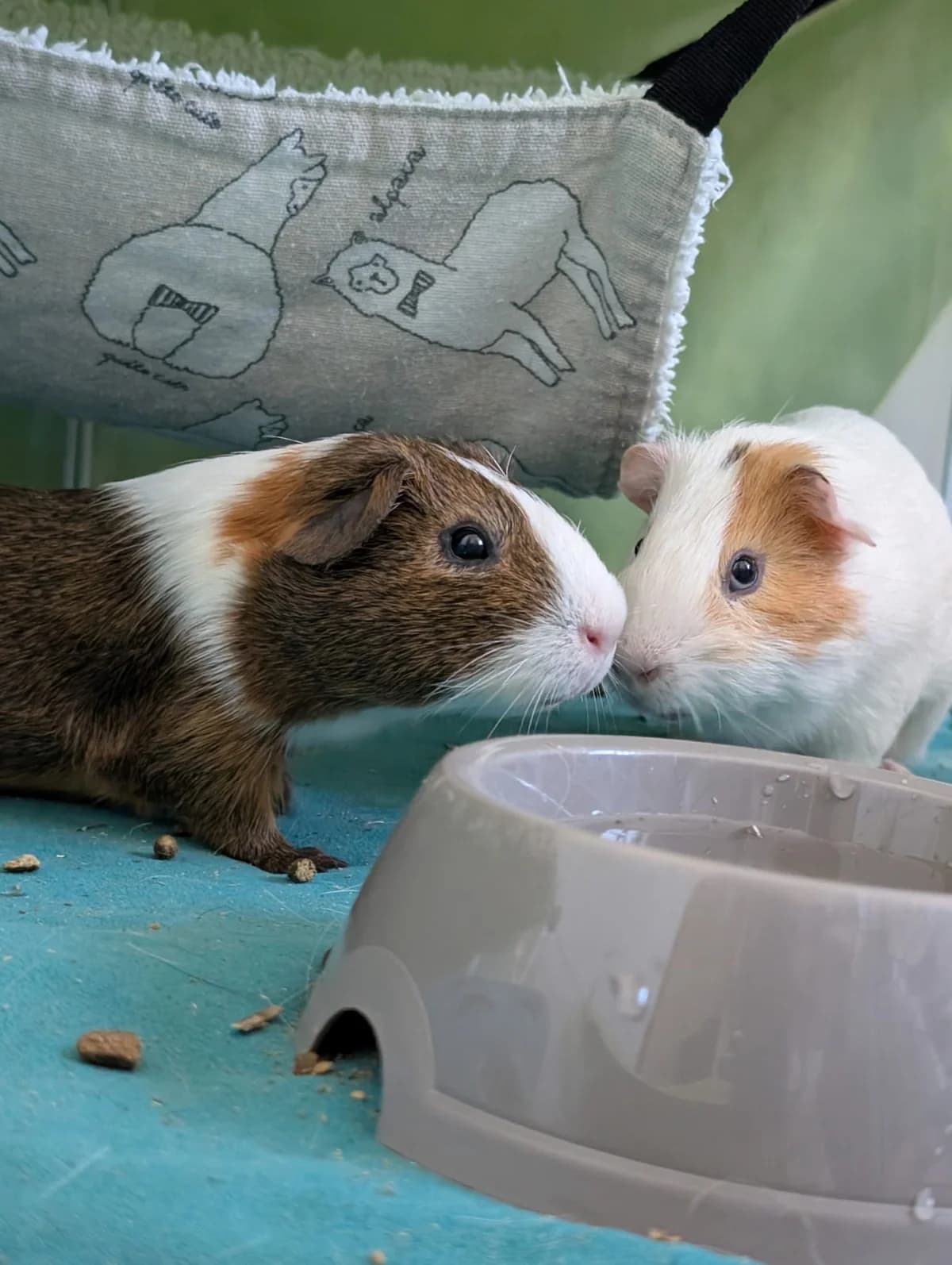 Loukoum et, male Mixed Breed for adoption at SPA Saint-Étienne Loire, Saint-Étienne