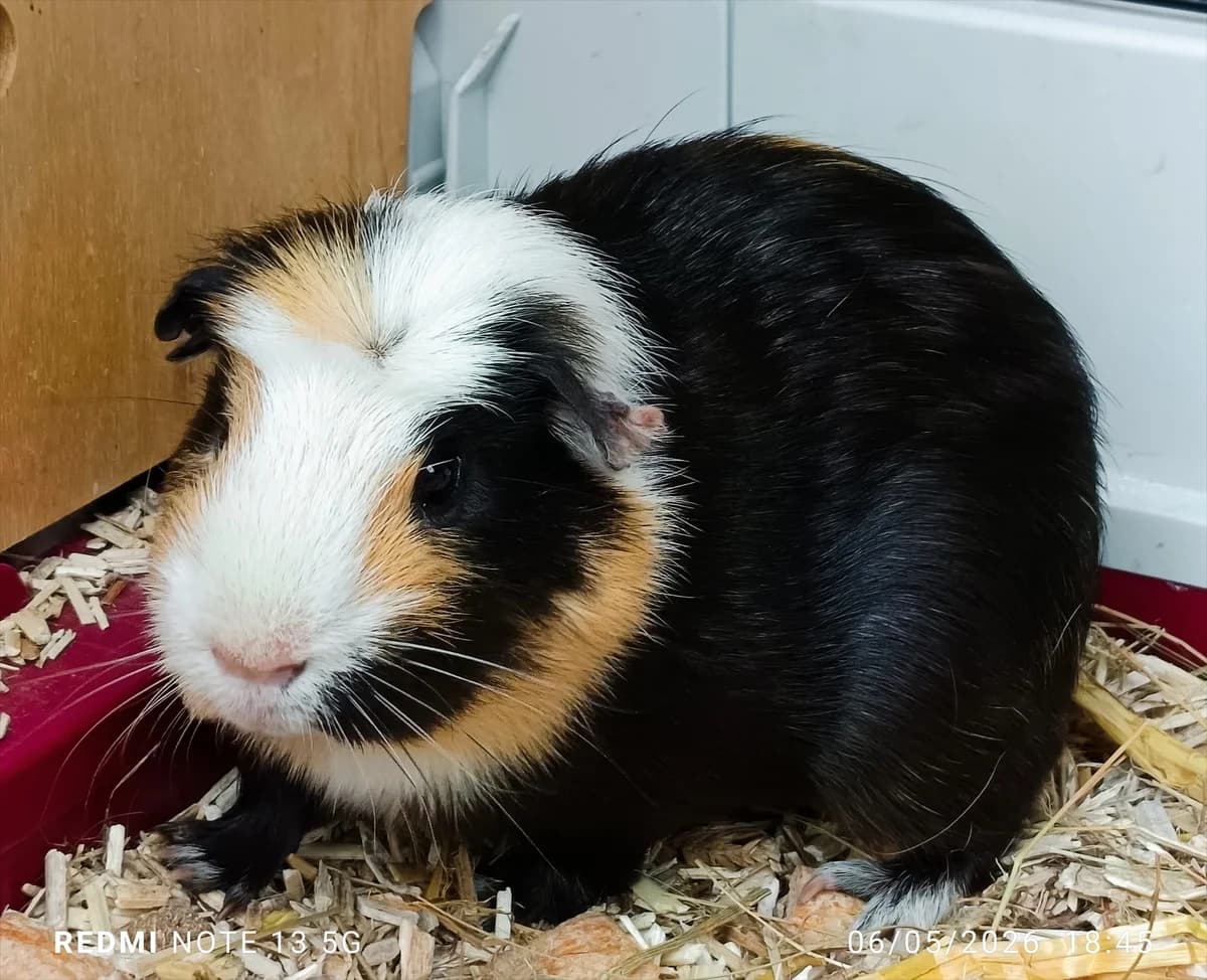 Réglisse, male Mixed Breed for adoption at SPA Saint-Étienne Loire, Saint-Étienne