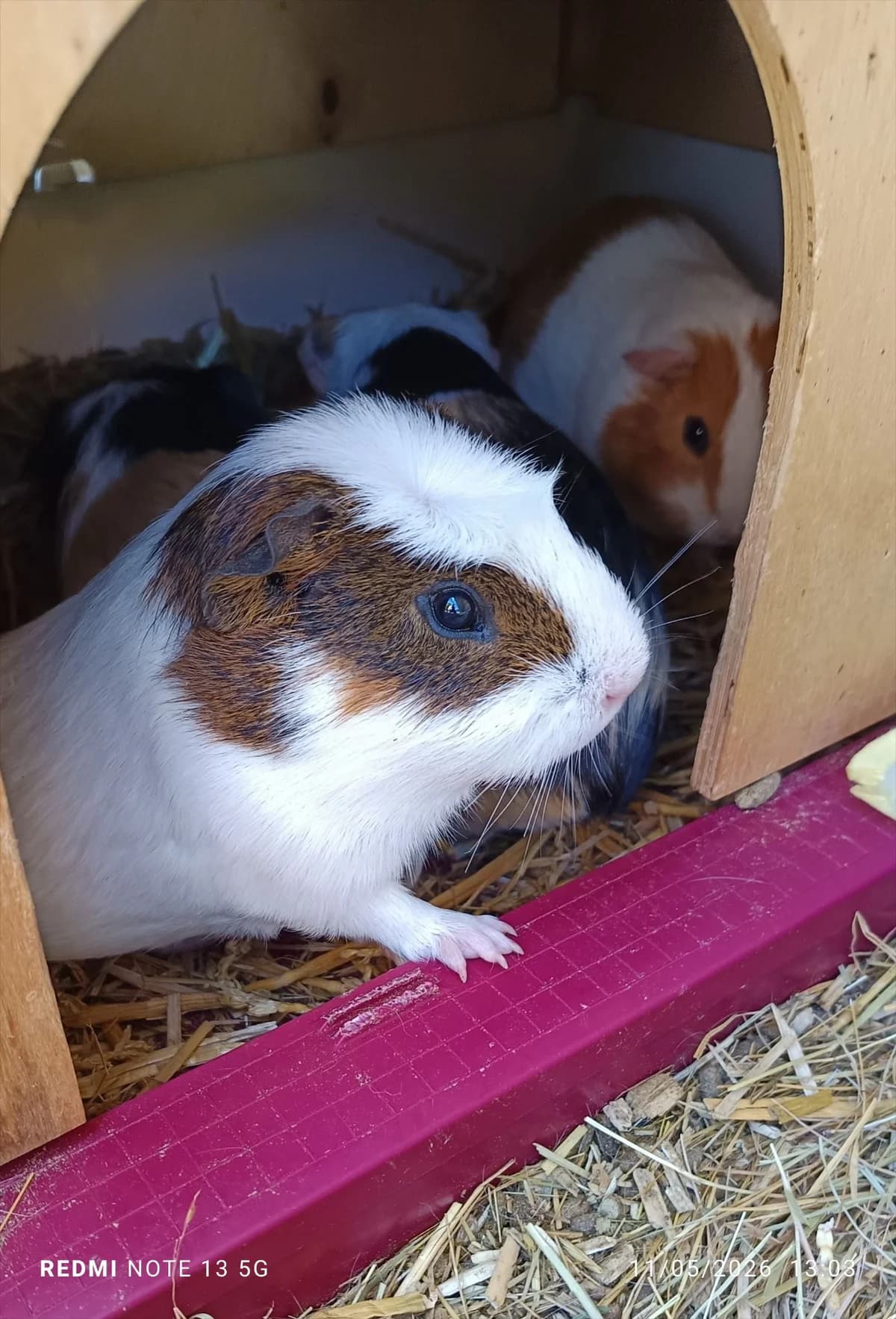 Jerry, male Mixed Breed for adoption at SPA Saint-Étienne Loire, Saint-Étienne