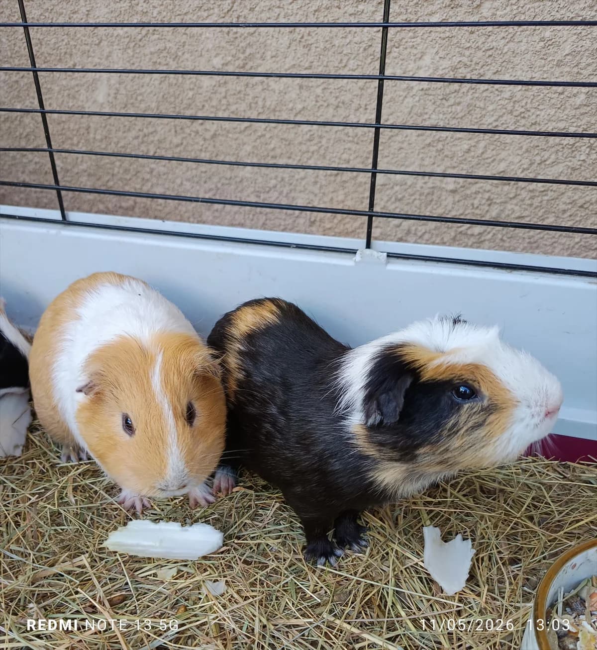 Ping, male Mixed Breed for adoption at SPA Saint-Étienne Loire, Saint-Étienne