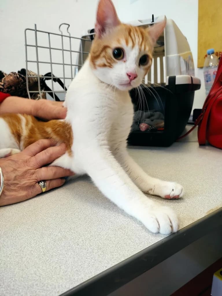 Sugar, male mixed breed for adoption at SPA Saint-Étienne Loire, Saint-Étienne