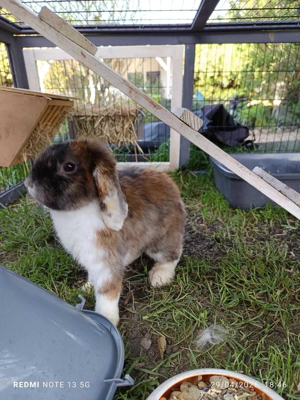 Miror, male Mixed Breed for adoption at SPA Saint-Étienne Loire, Saint-Étienne