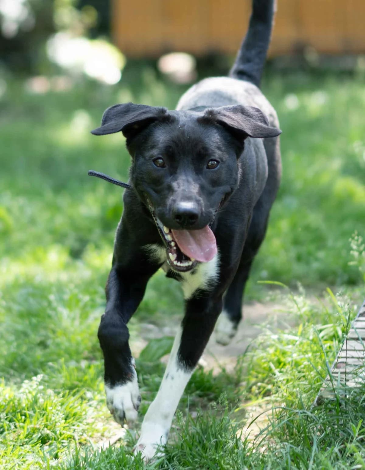 Kasai, female puppy mixed breed for adoption at SPA Saint-Étienne Loire, Saint-Étienne