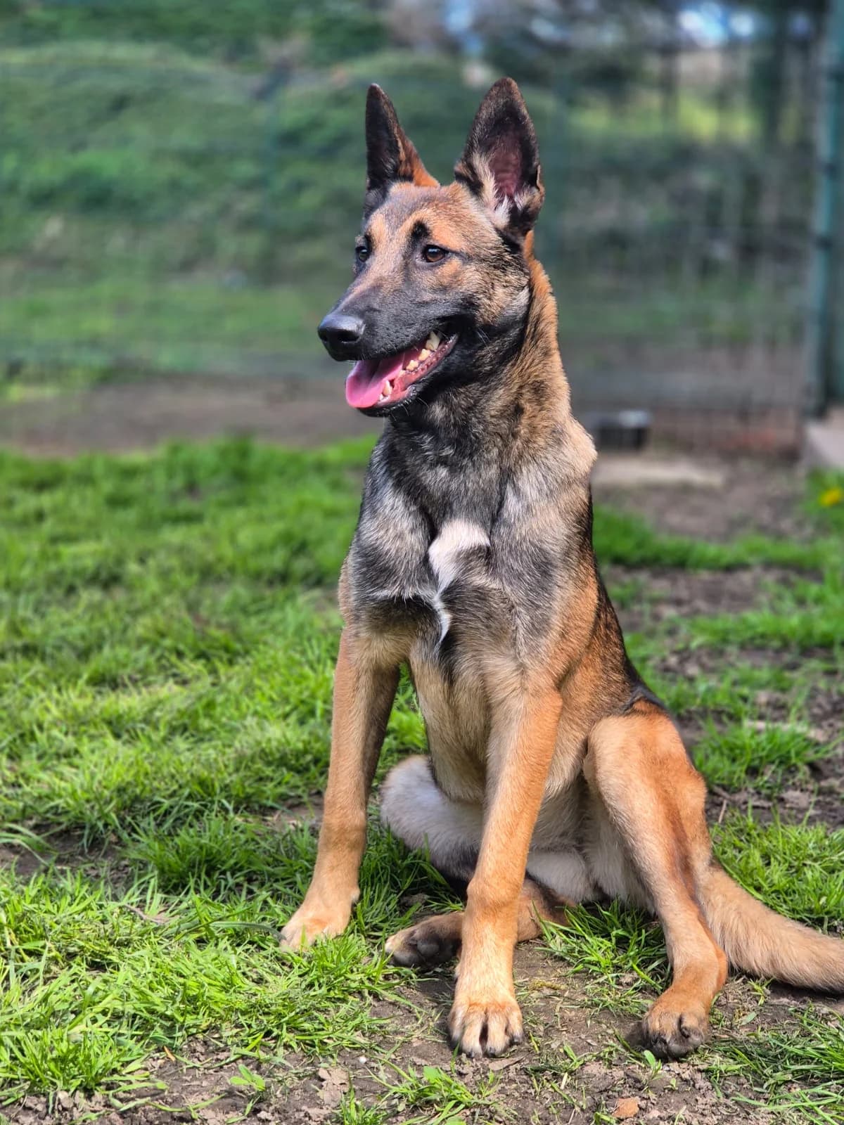 Lana, female puppy Belgian Malinois for adoption at SPA Saint-Étienne Loire, Saint-Étienne