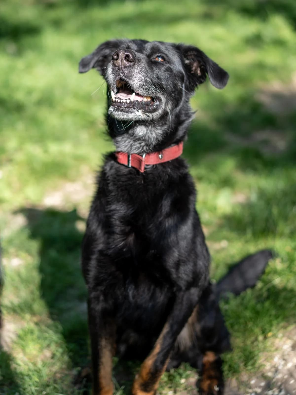 Gangsta, male senior mixed breed for adoption at SPA Saint-Étienne Loire, Saint-Étienne