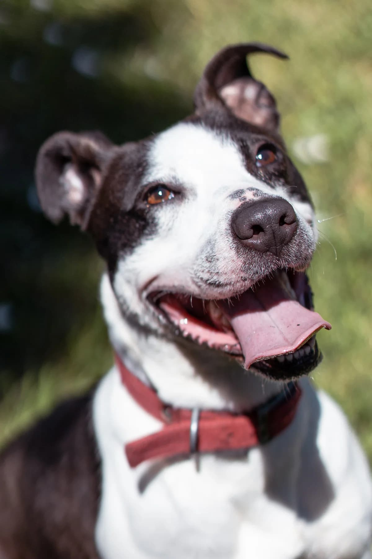 Ramses, female 3yo Mixed Breed for adoption at SPA Saint-Étienne Loire, Saint-Étienne
