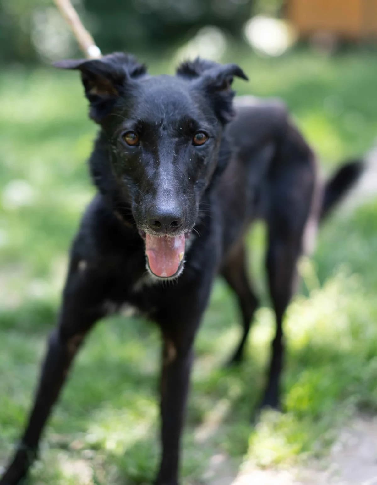 Bella, female 4yo Border Collie for adoption at SPA Saint-Étienne Loire, Saint-Étienne