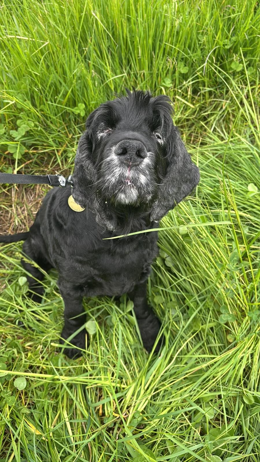 Micha, female senior Cocker Spaniel for adoption at SPA Saint-Étienne Loire, Saint-Étienne