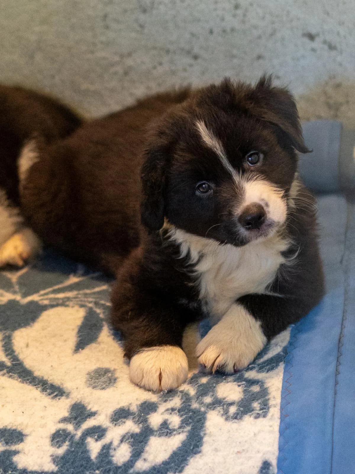 BUSTER, male puppy Border Collie for adoption at SPA Saint-Étienne Loire, Saint-Étienne