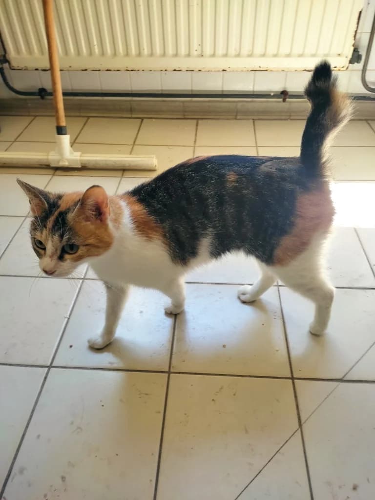 Millie, female young mixed breed for adoption at SPA Saint-Étienne Loire, Saint-Étienne