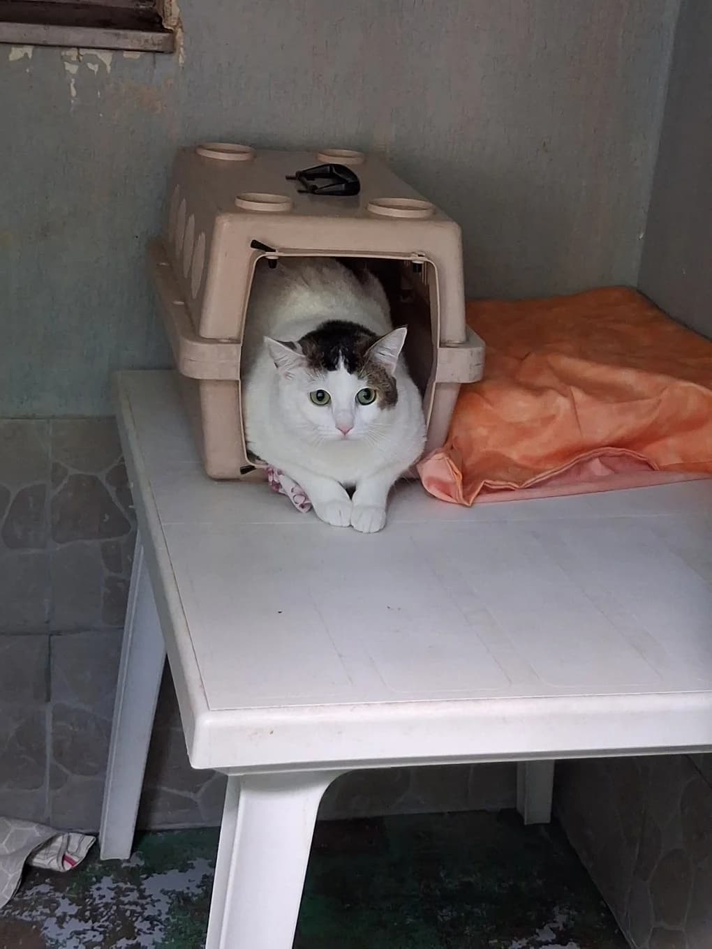 Toki, female mixed breed for adoption at SPA Saint-Étienne Loire, Saint-Étienne