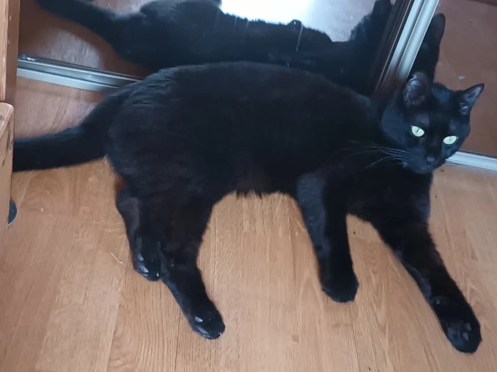 alvin, male 3yo mixed breed for adoption at SPA Saint-Étienne Loire, Saint-Étienne